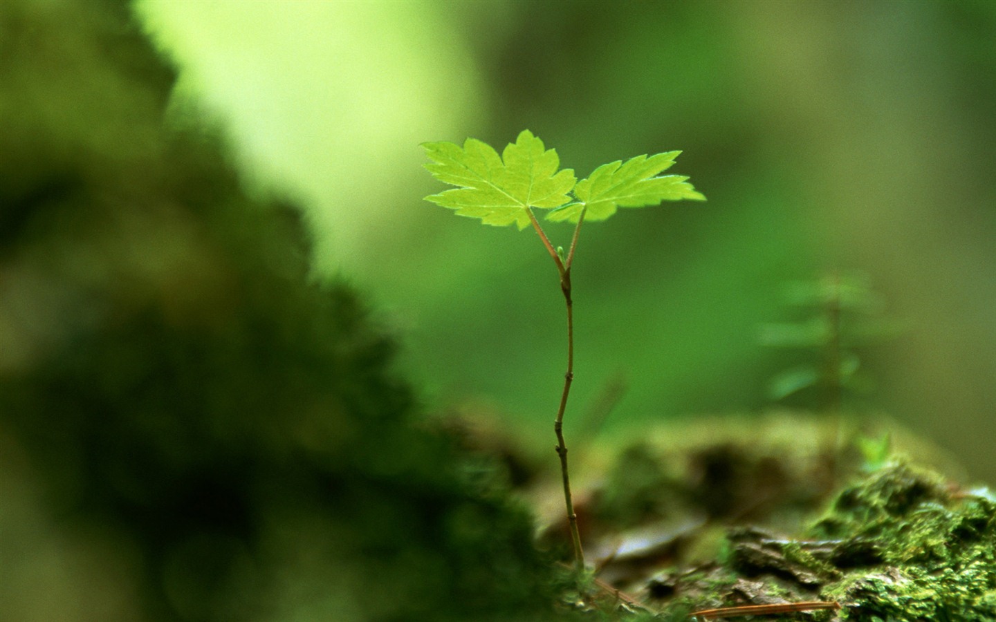 The fresh green shoots close-up wallpaper #29 - 1440x900