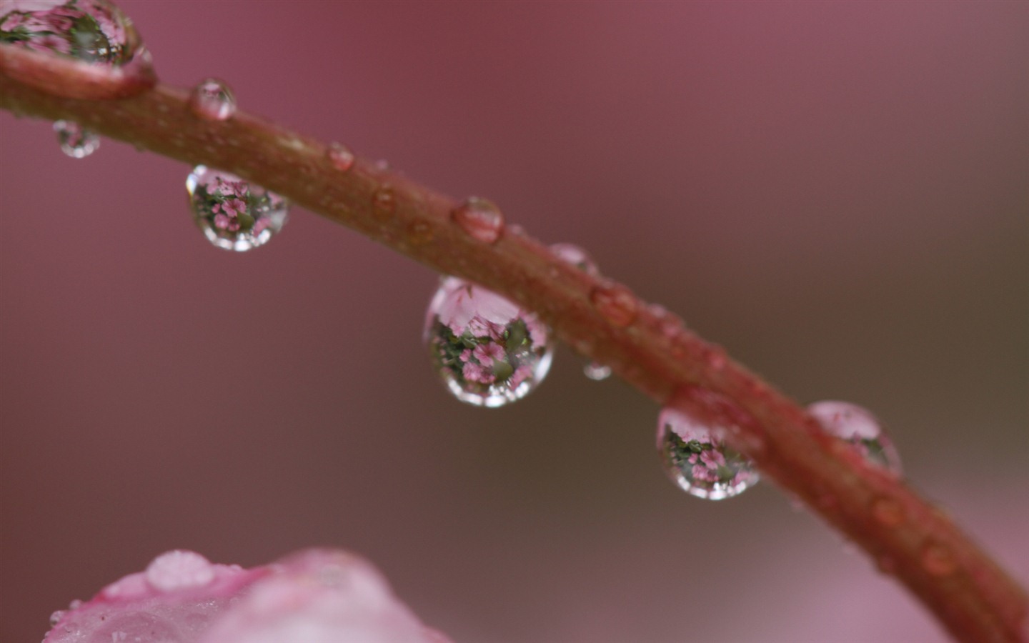 Fondos de pantalla de Windows 7: Macros Jardín #2 - 1440x900