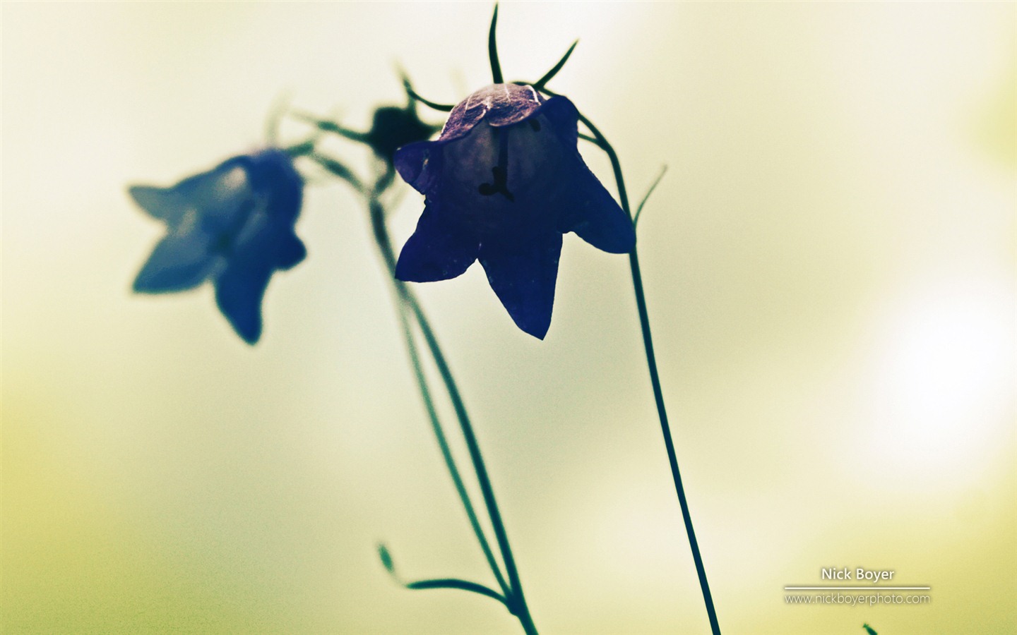 Windows 7 壁紙：花園四季 #8 - 1440x900