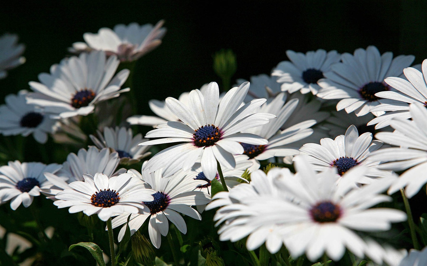 아름다운 꽃 골드 배경 화면 #3 - 1440x900