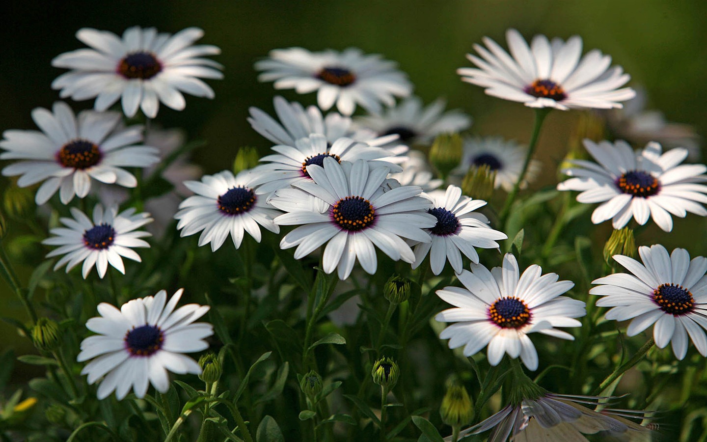 아름다운 꽃 골드 배경 화면 #6 - 1440x900