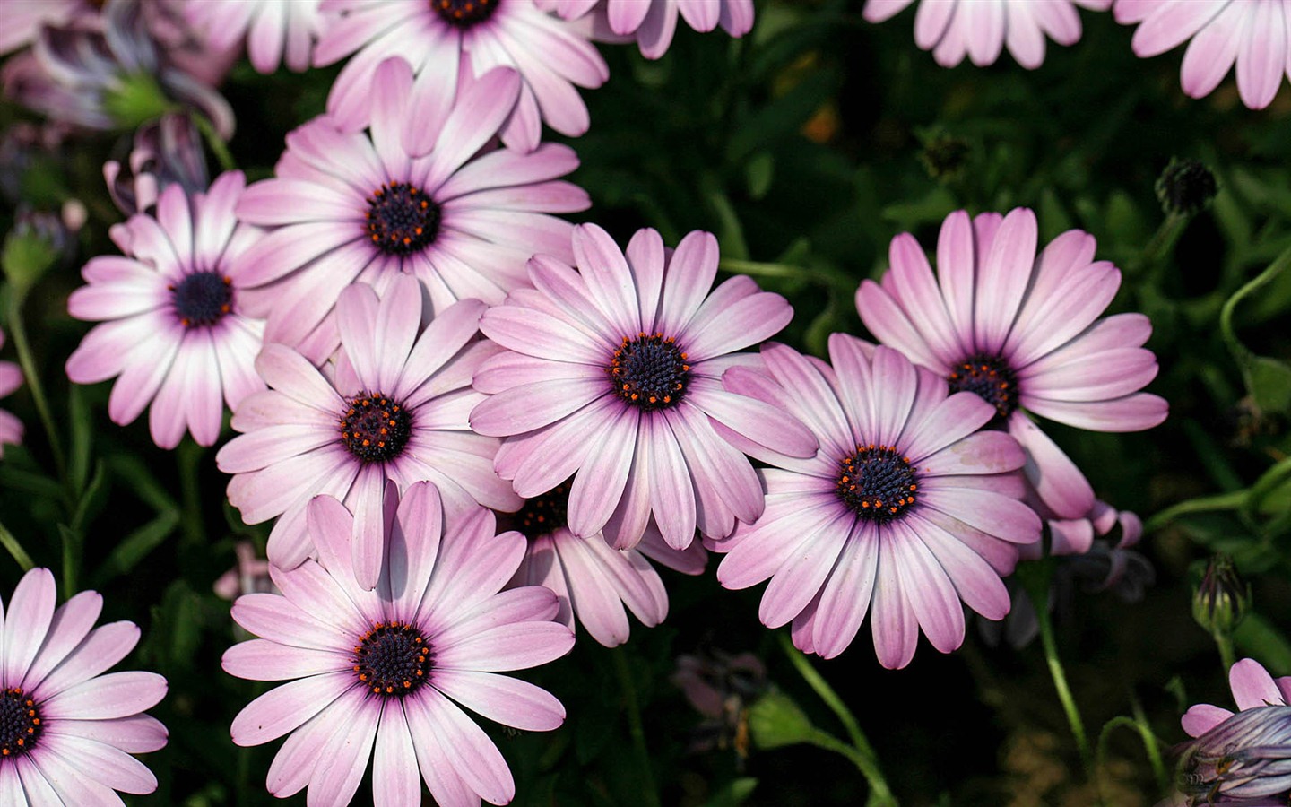 아름다운 꽃 골드 배경 화면 #7 - 1440x900