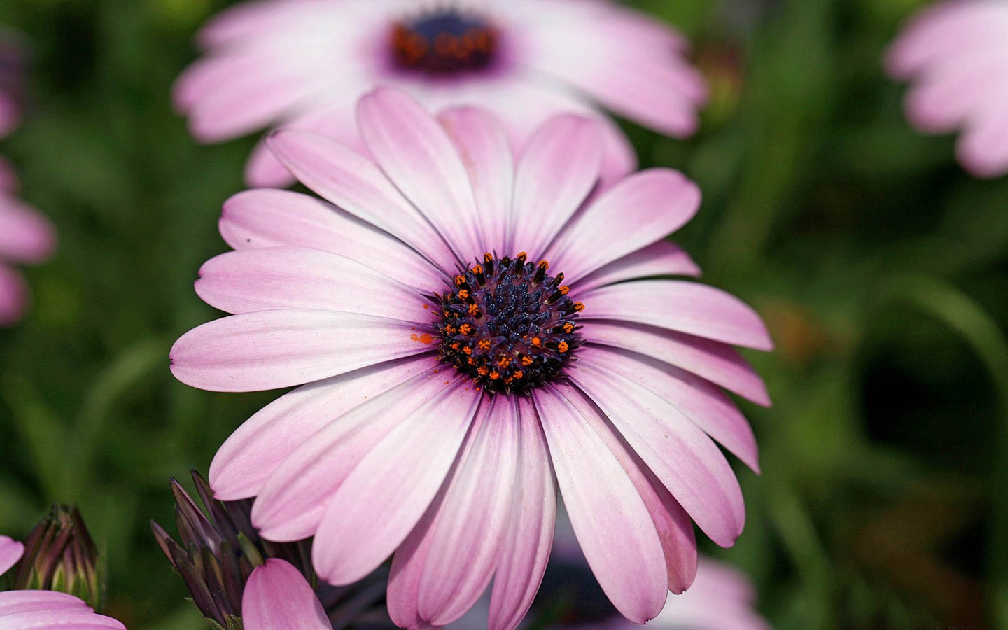 아름다운 꽃 골드 배경 화면 #12 - 1440x900