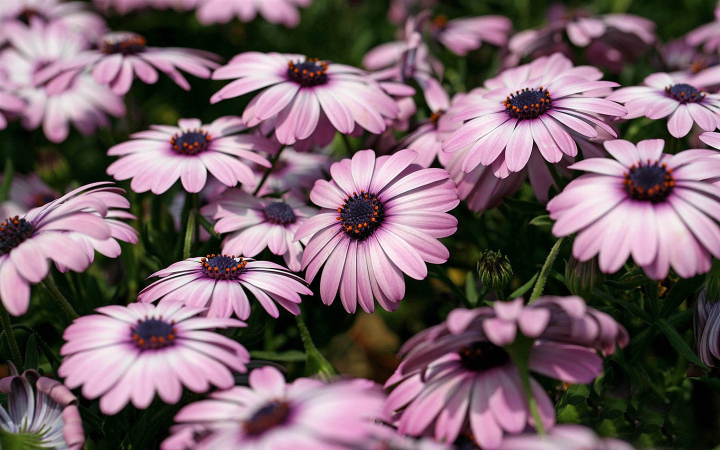 아름다운 꽃 골드 배경 화면 #13 - 1440x900