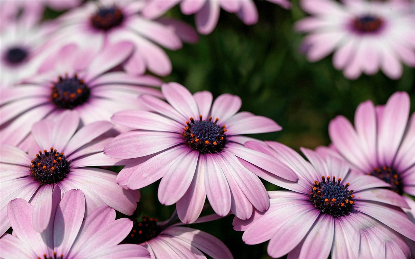 아름다운 꽃 골드 배경 화면 #14 - 1440x900