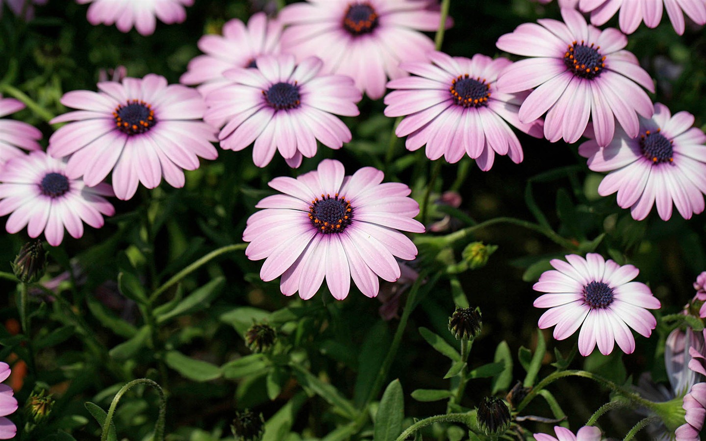 아름다운 꽃 골드 배경 화면 #15 - 1440x900