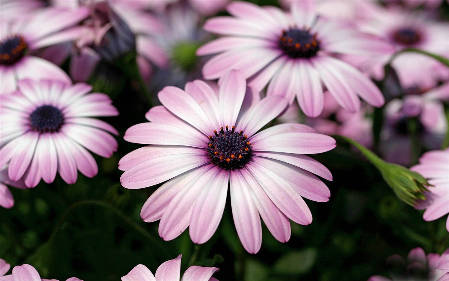 아름다운 꽃 골드 배경 화면 #16 - 1440x900