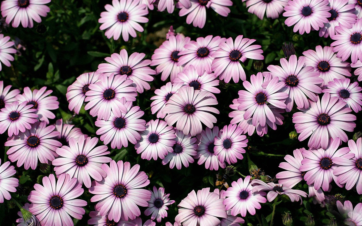 아름다운 꽃 골드 배경 화면 #18 - 1440x900