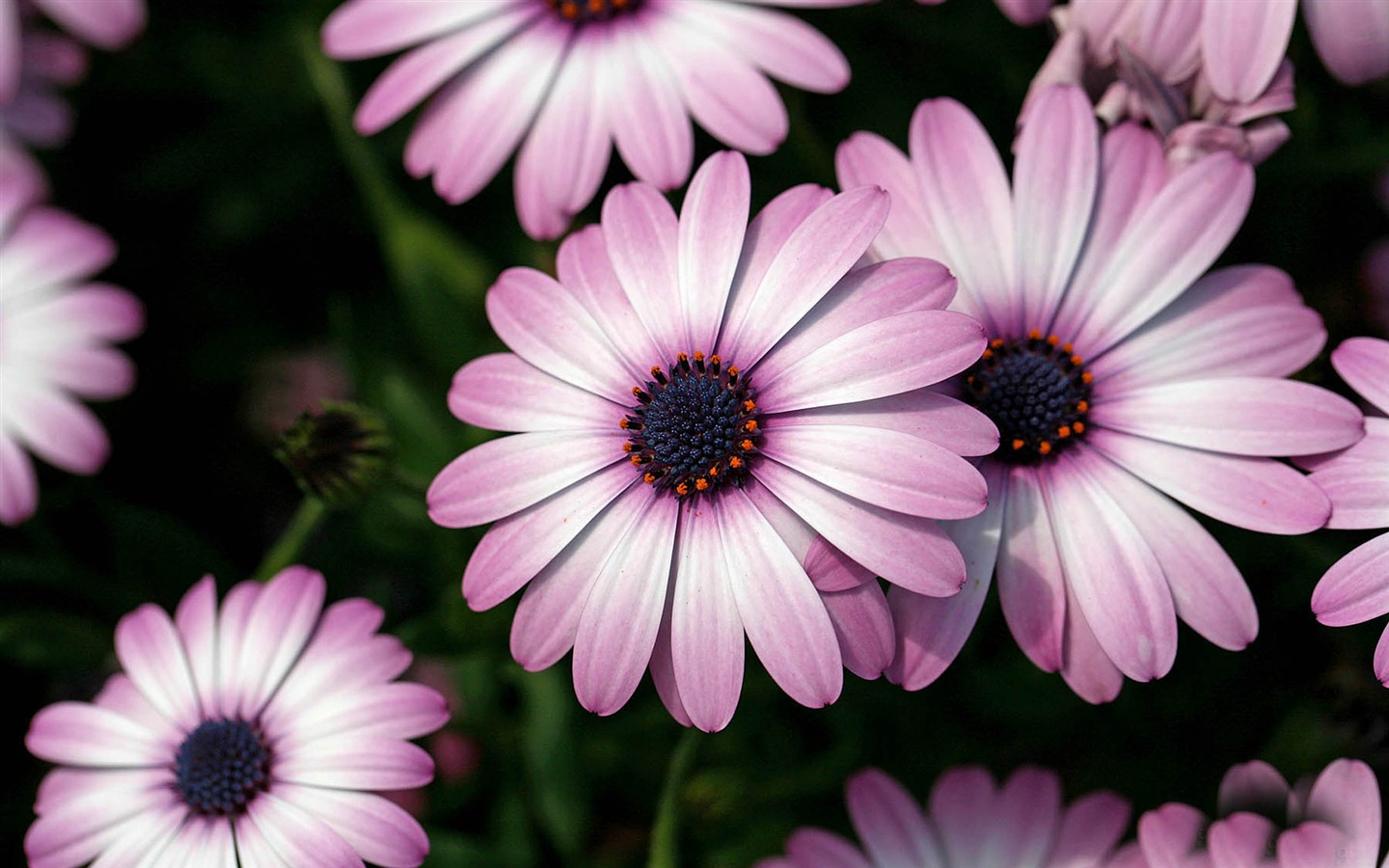 아름다운 꽃 골드 배경 화면 #20 - 1440x900