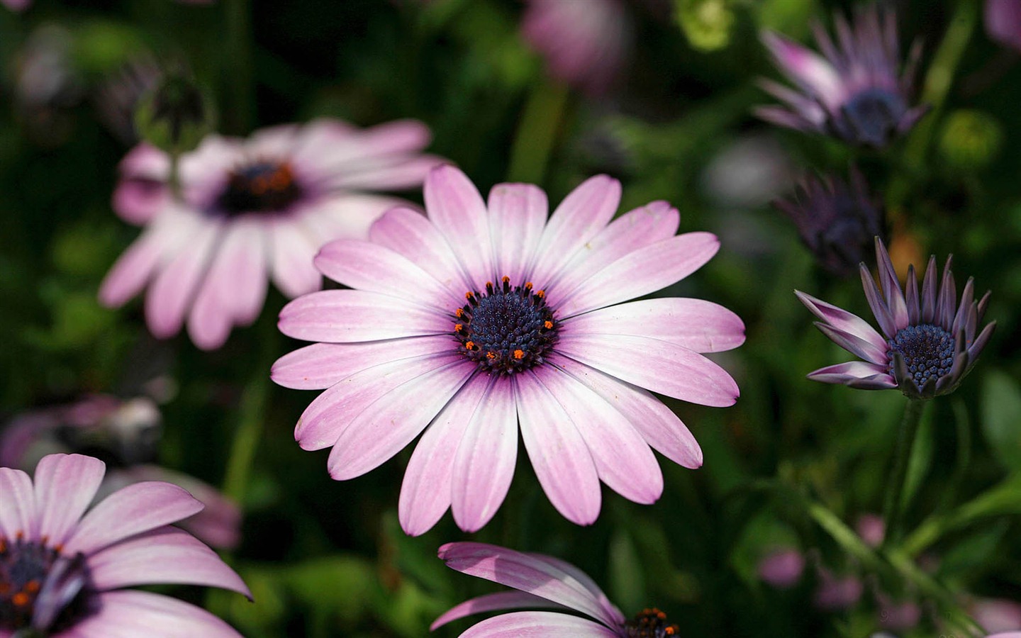 아름다운 꽃 골드 배경 화면 #21 - 1440x900