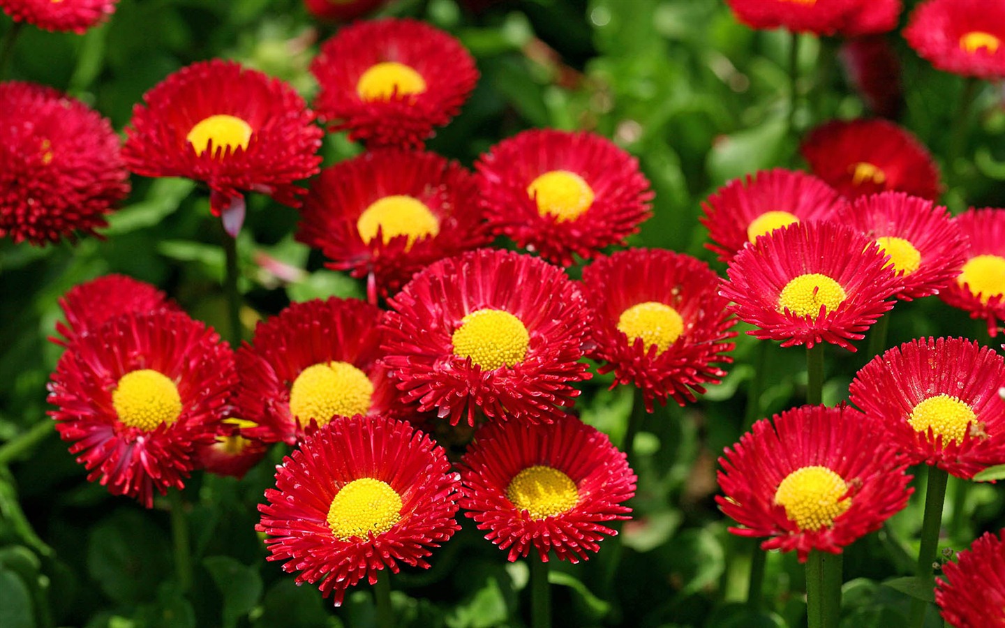 Daisies flowers close-up HD wallpapers #1 - 1440x900