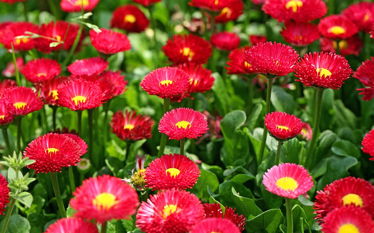 Daisies flowers close-up HD wallpapers #7 - 1440x900