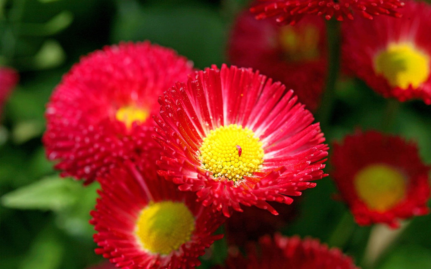 Daisies flowers close-up HD wallpapers #9 - 1440x900