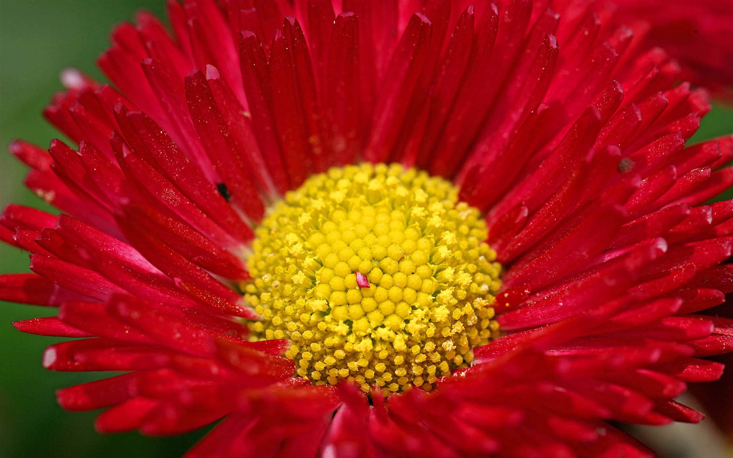 雏菊鲜花特写 高清壁纸10 - 1440x900