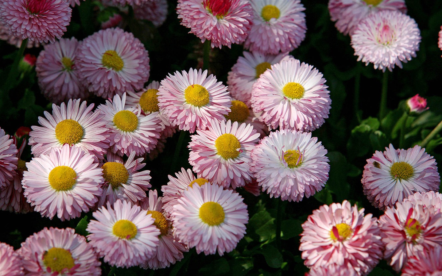Daisies flowers close-up HD wallpapers #15 - 1440x900