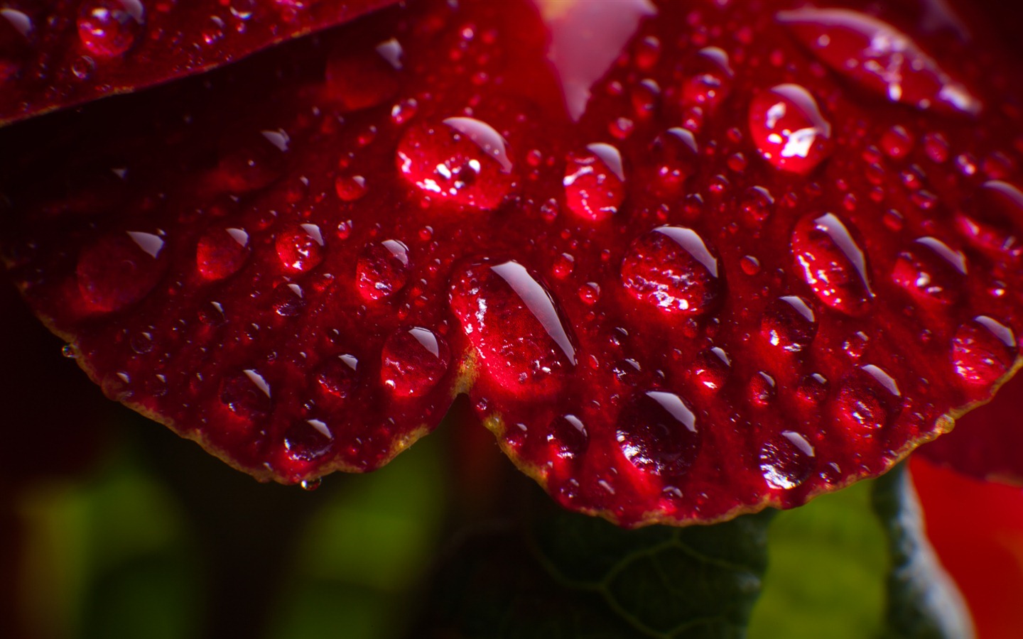 Windows 7 壁紙：水珠 #4 - 1440x900