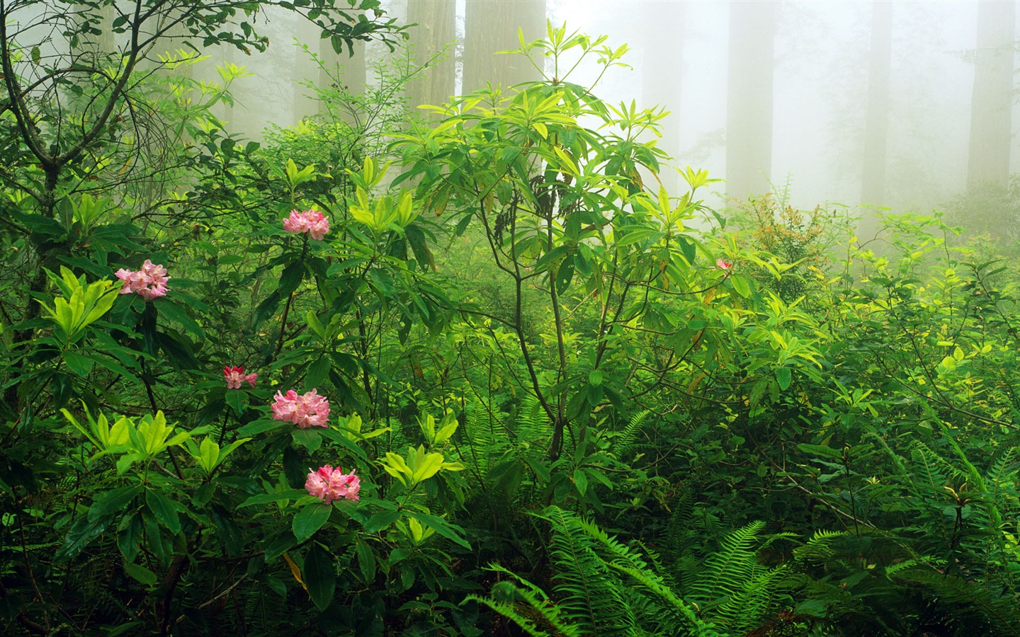 Windows 8 官方全景主题壁纸，海浪，森林，雄伟高山7 - 1440x900