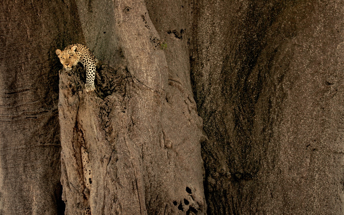 Mac OS X Mountain Lion 蘋果山獅系統隱藏的高清壁紙 #21 - 1440x900
