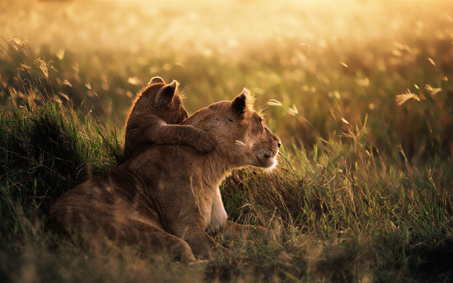 Mac OS X Mountain Lion 蘋果山獅系統隱藏的高清壁紙 #29 - 1440x900