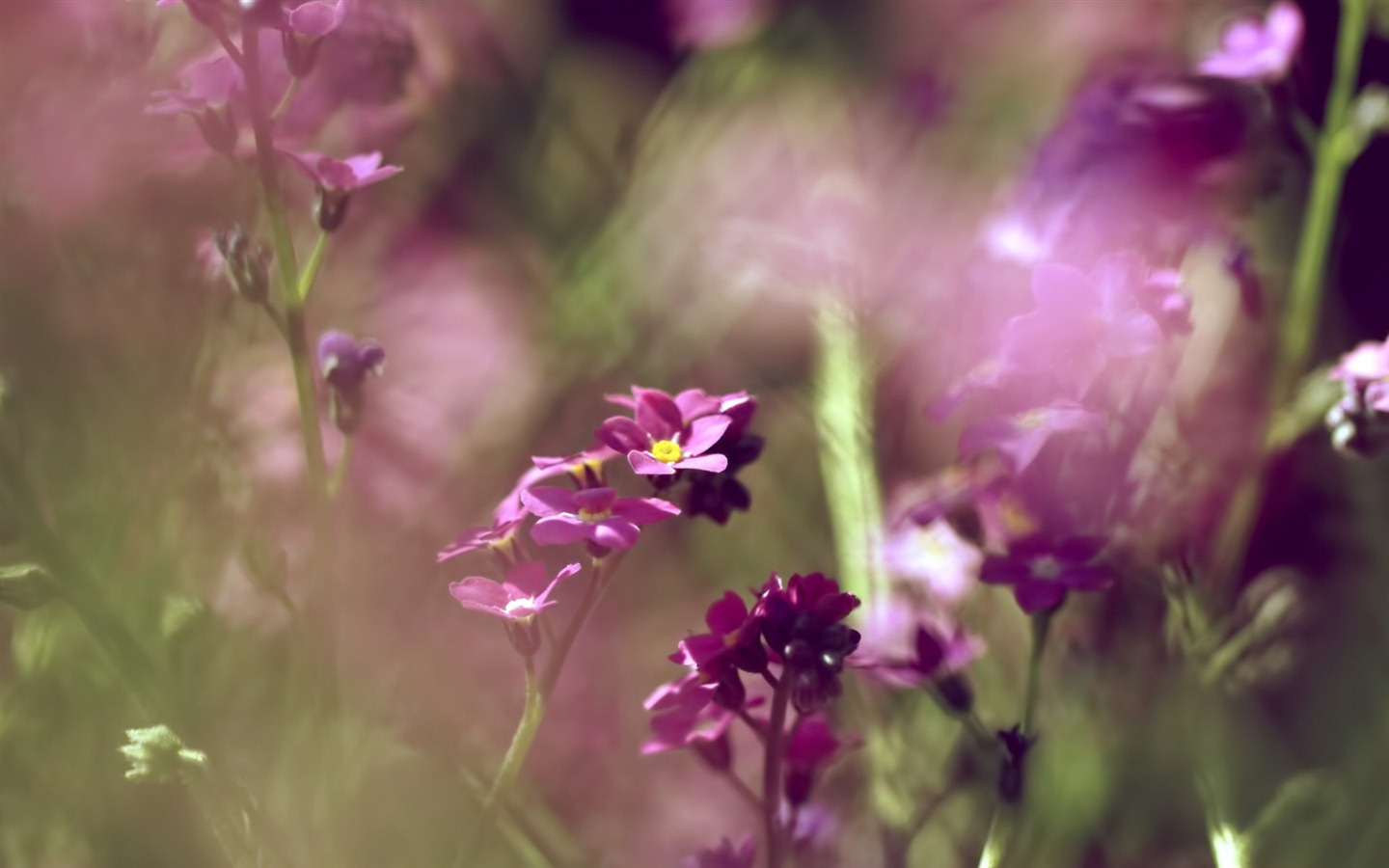 Petit et beau forget-me-fleurs d'écran HD #3 - 1440x900