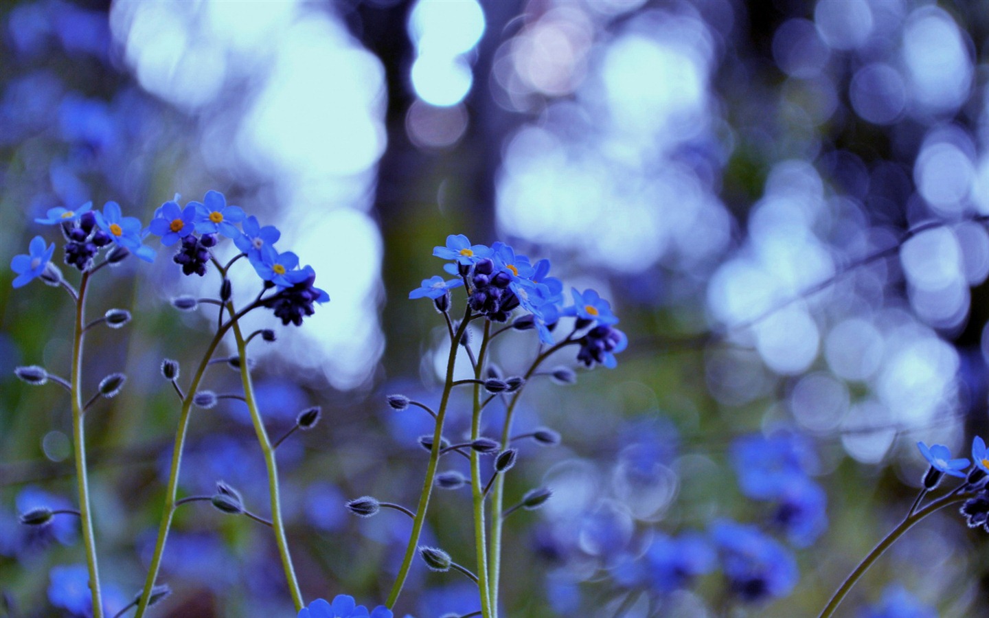 Petit et beau forget-me-fleurs d'écran HD #4 - 1440x900