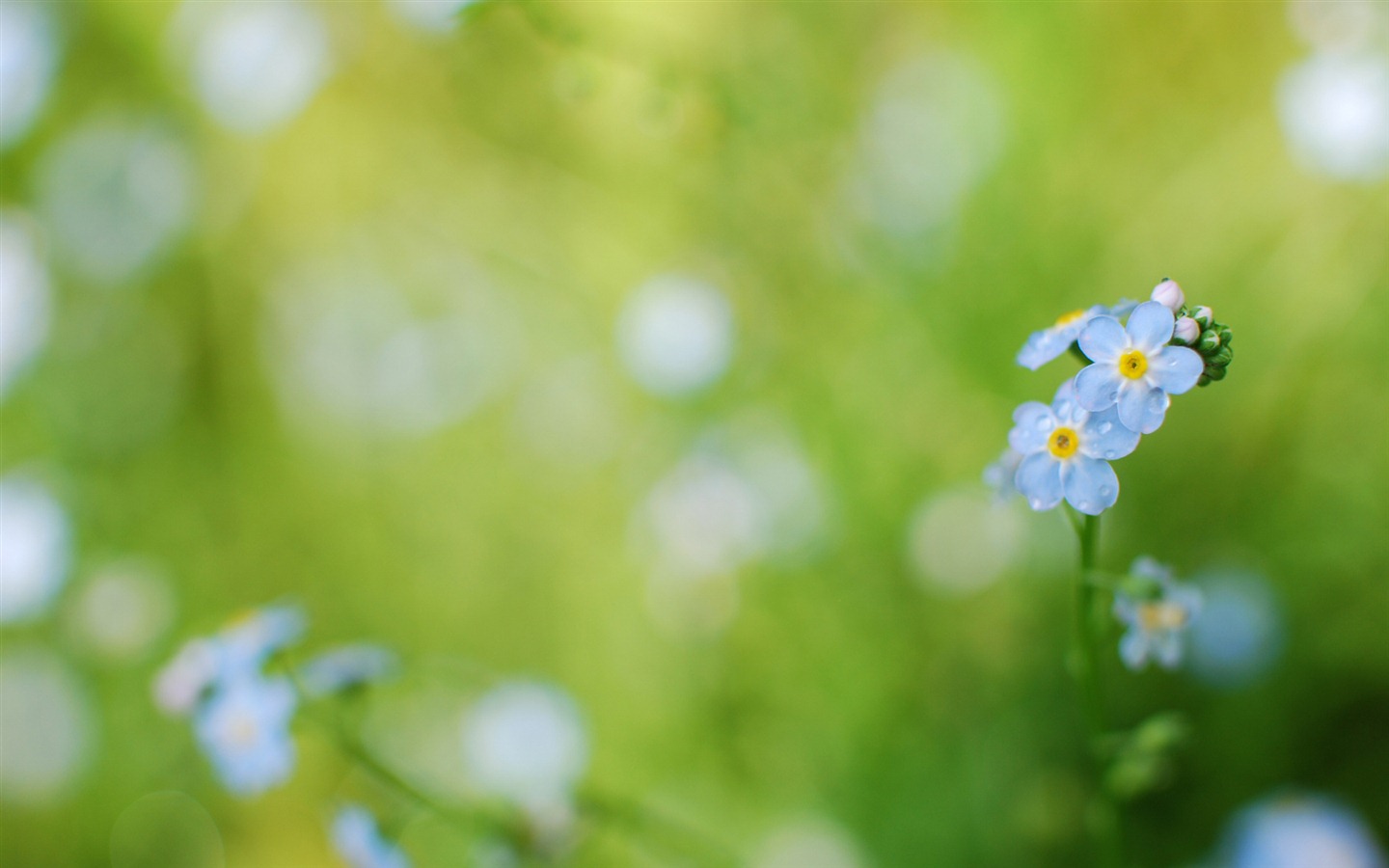 Small and beautiful forget-me-flowers HD wallpaper #8 - 1440x900
