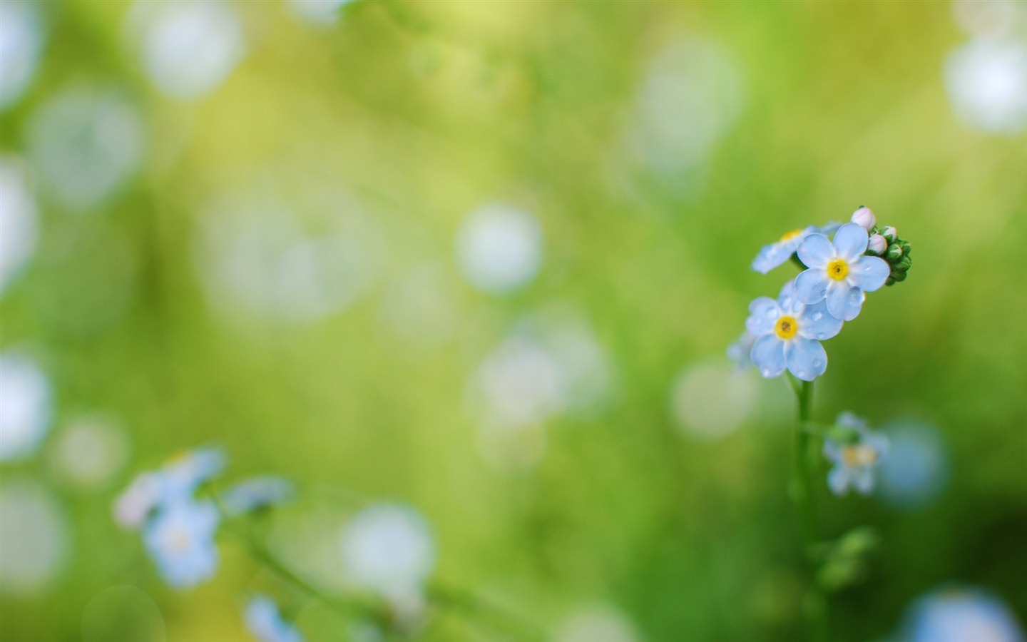 小巧秀丽的勿忘我鲜花 高清壁纸8 - 1440x900