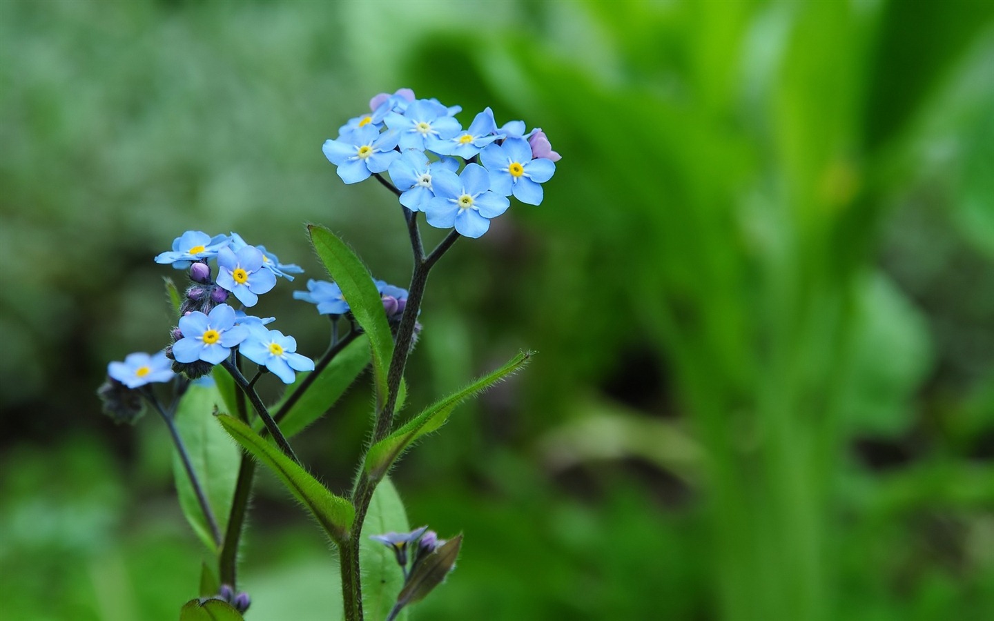 Small and beautiful forget-me-flowers HD wallpaper #12 - 1440x900