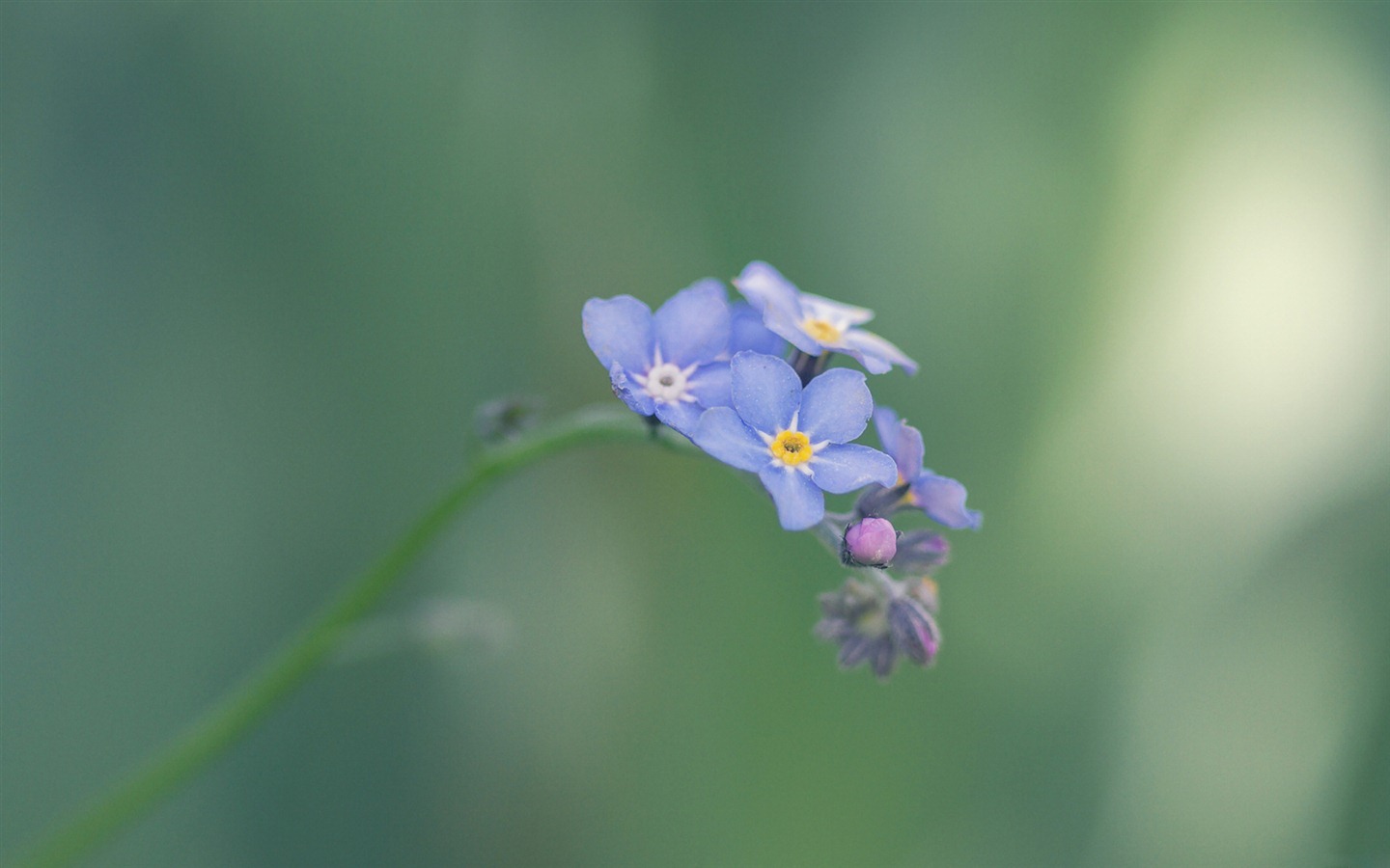 Small and beautiful forget-me-flowers HD wallpaper #17 - 1440x900