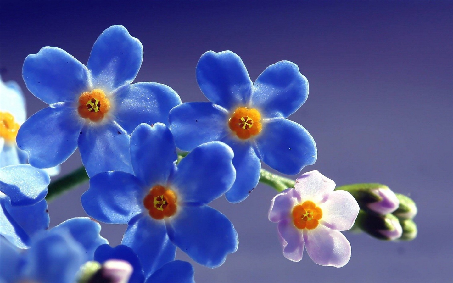 Small and beautiful forget-me-flowers HD wallpaper #19 - 1440x900