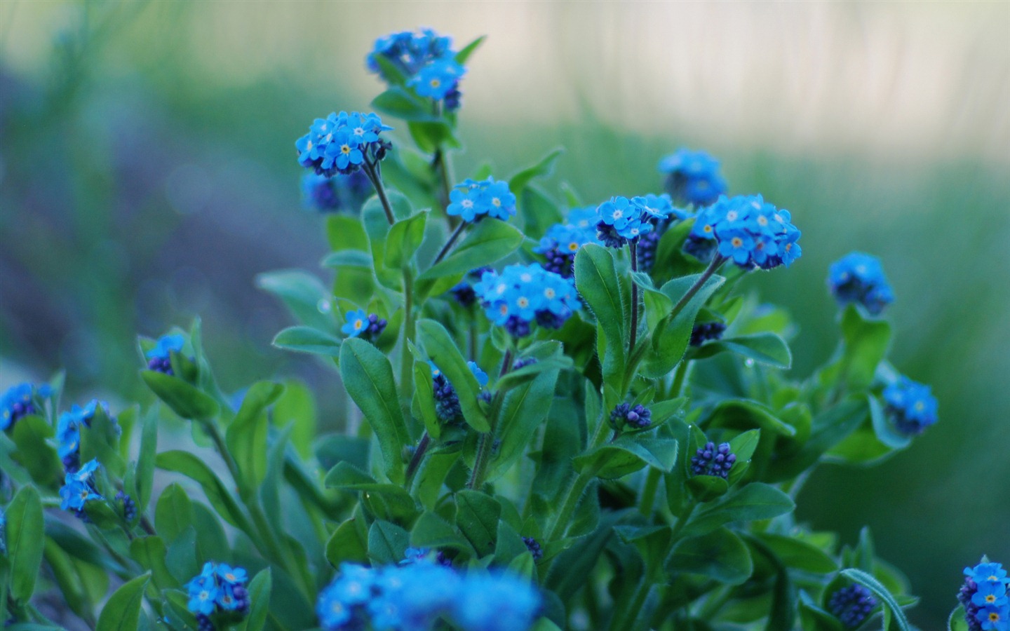Small and beautiful forget-me-flowers HD wallpaper #20 - 1440x900