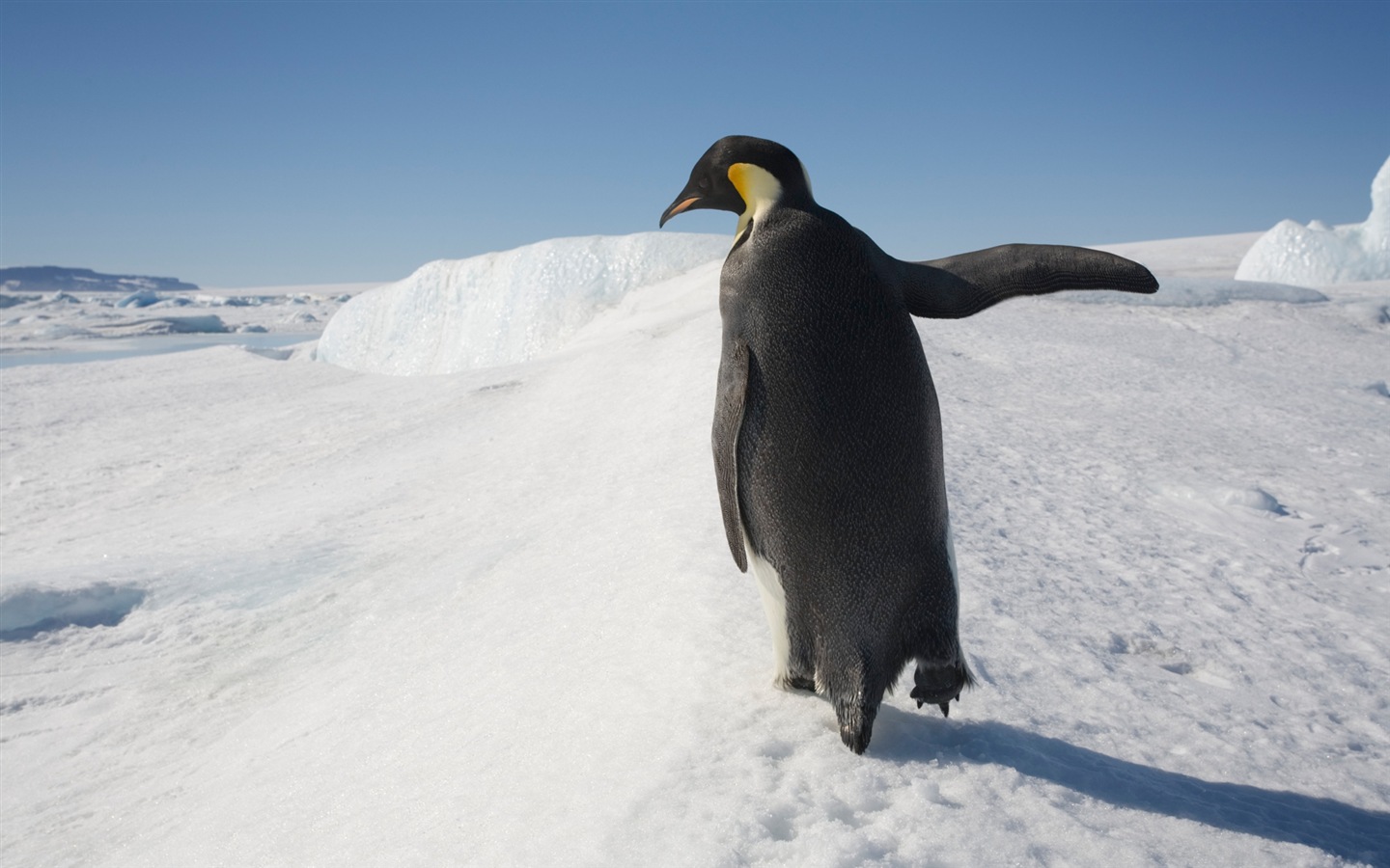 Windows 8 壁纸：南极洲，冰雪风景，南极企鹅10 - 1440x900