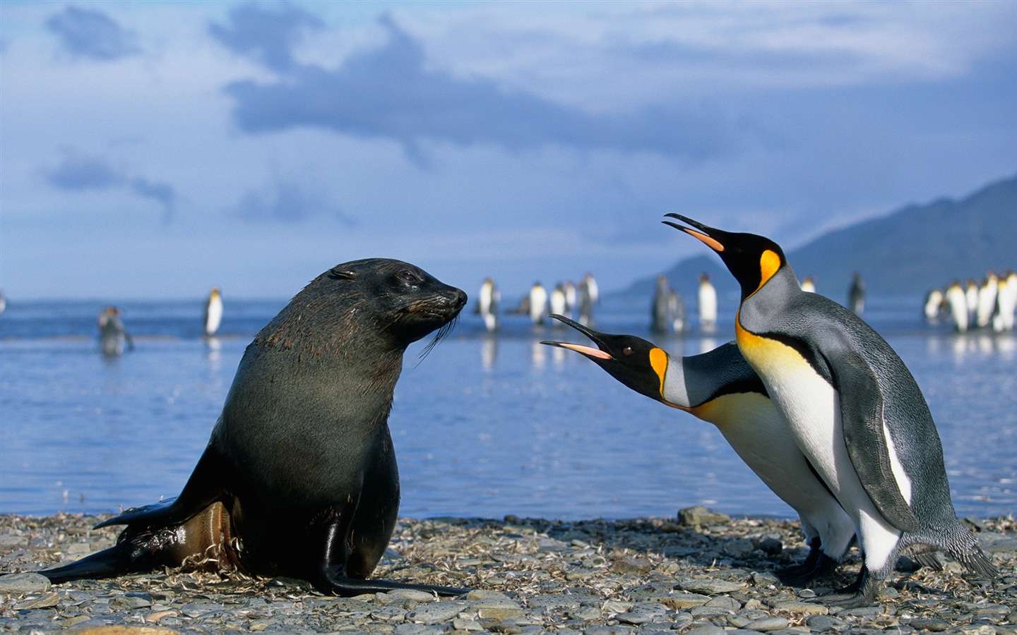 Windows 8 壁紙：南極洲，冰雪風景，南極企鵝 #14 - 1440x900