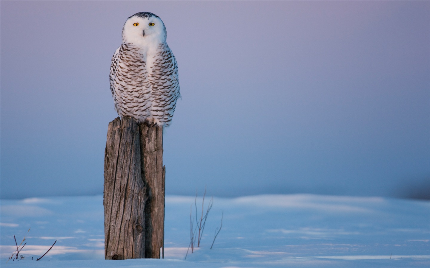 Windowsの8壁紙：北極、自然生態系の風景、北極の動物たち #2 - 1440x900