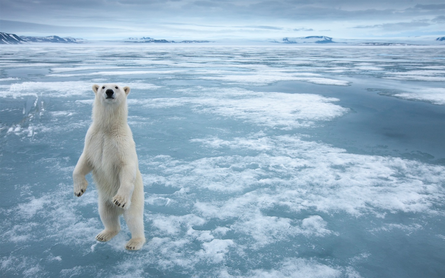 Windows 8 Wallpapers: Arctic, the nature ecological landscape, arctic animals #6 - 1440x900