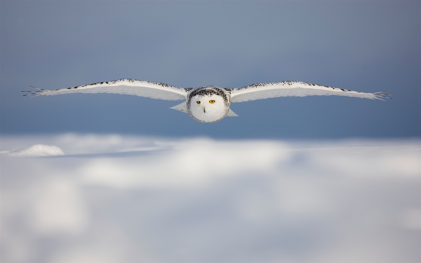 Windowsの8壁紙：北極、自然生態系の風景、北極の動物たち #12 - 1440x900