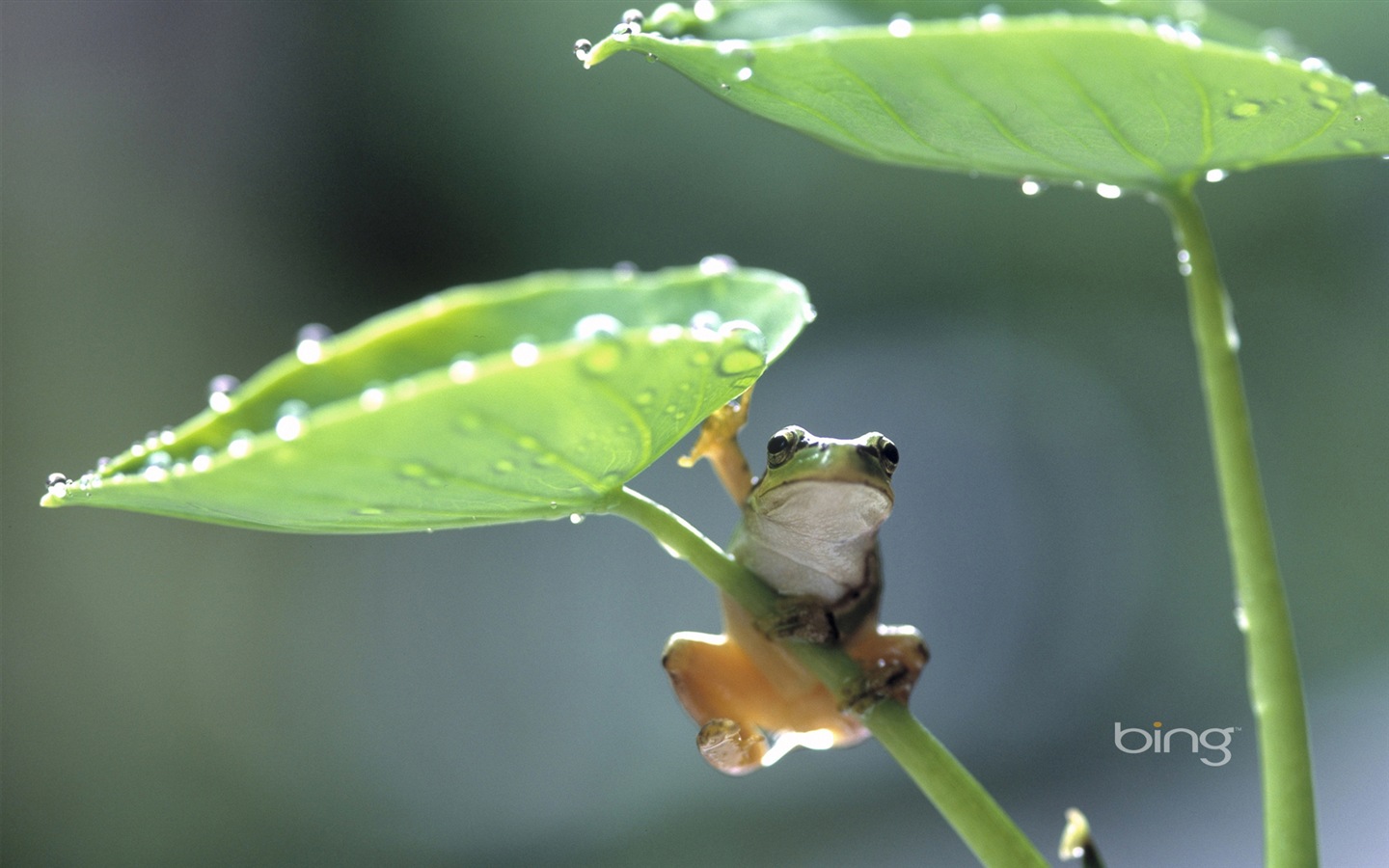 Microsoft Bing HD Wallpapers: japanische Landschaft Thema Tapete #5 - 1440x900