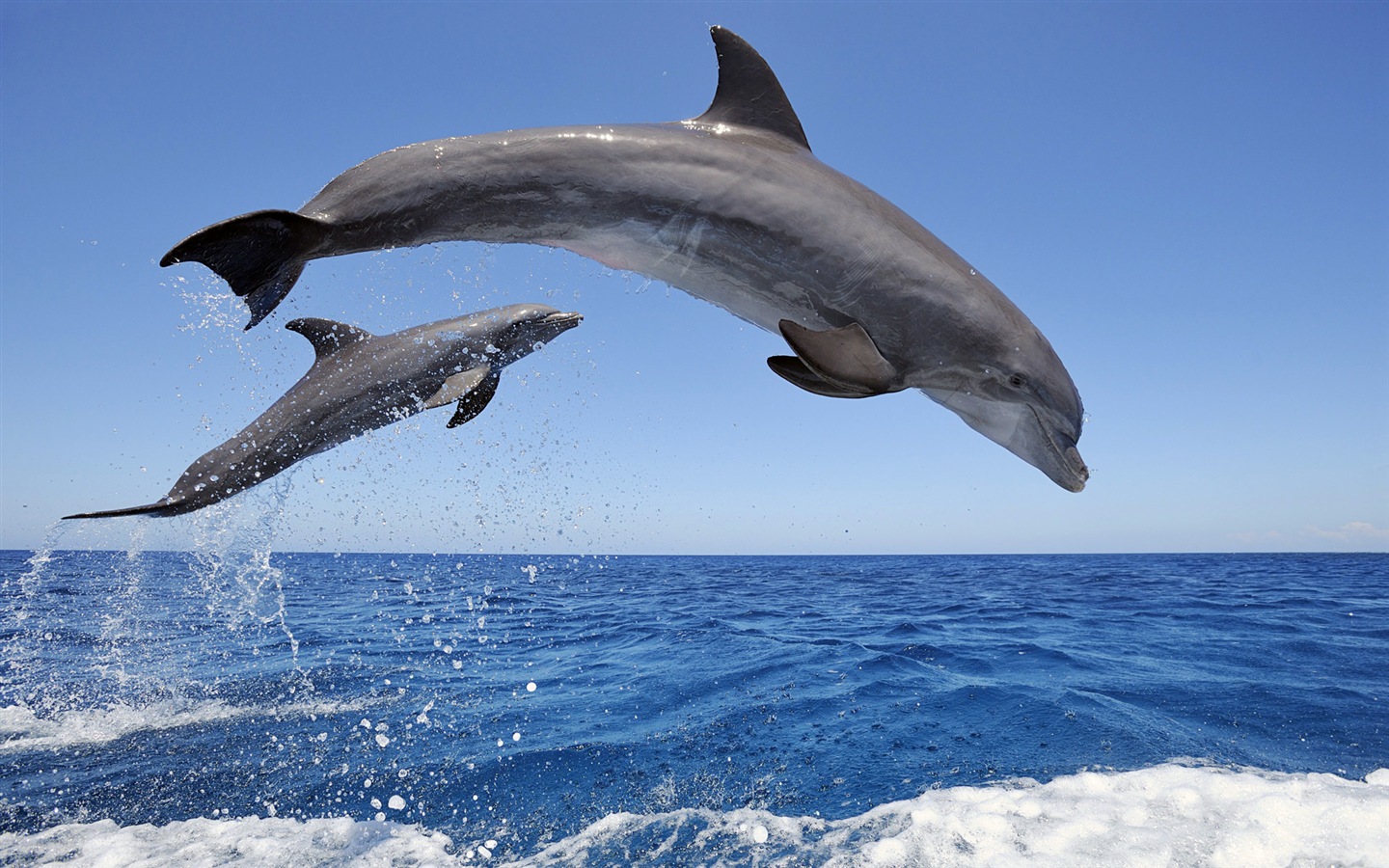 Windows 8 theme wallpaper: elegant dolphins #1 - 1440x900