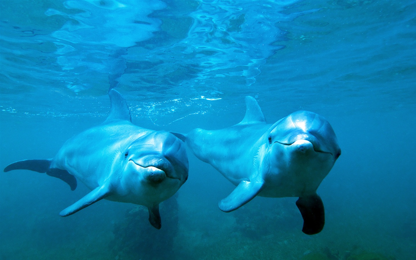 Windows 8 theme wallpaper: elegant dolphins #2 - 1440x900