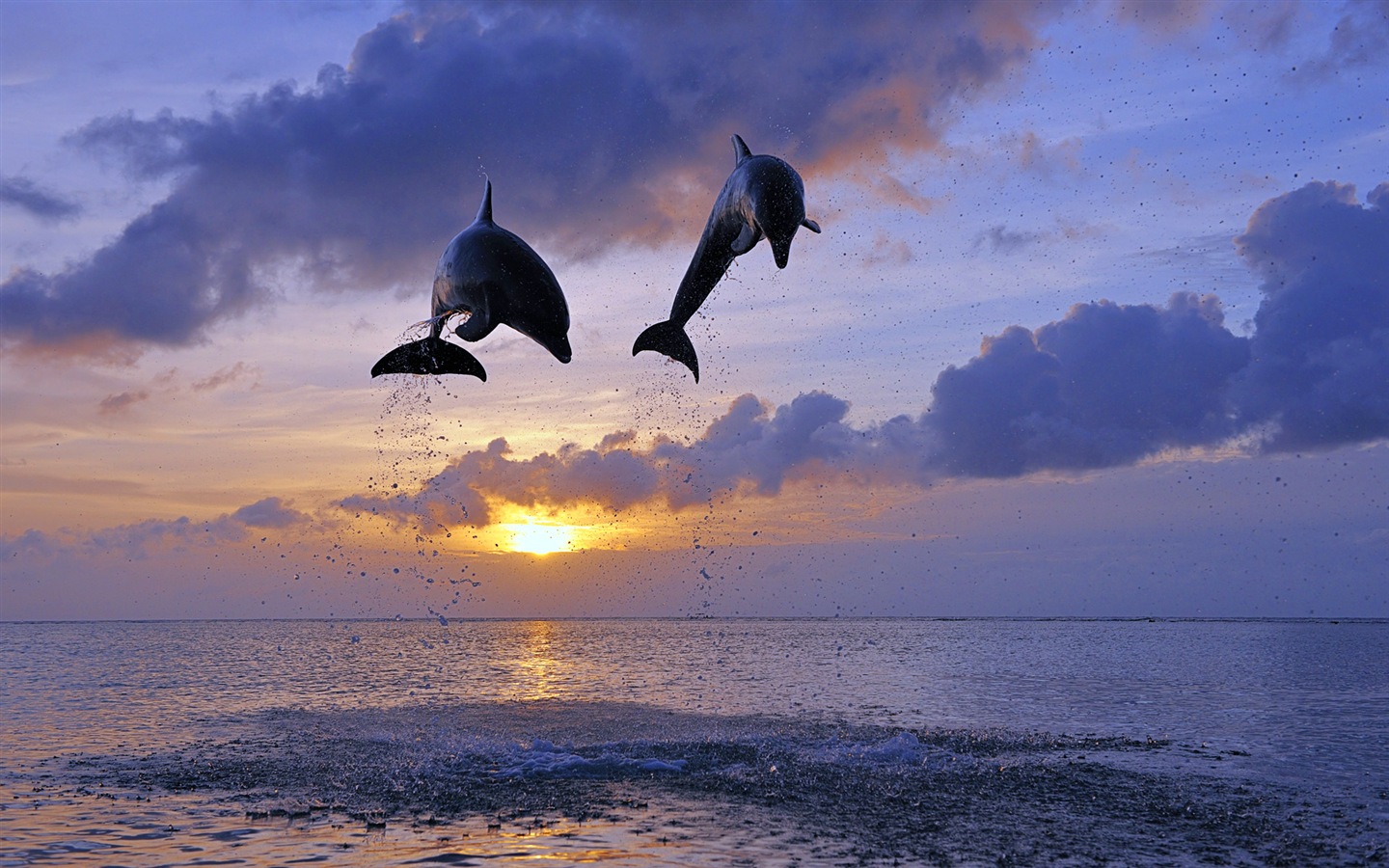 Windows 8 theme wallpaper: elegant dolphins #4 - 1440x900