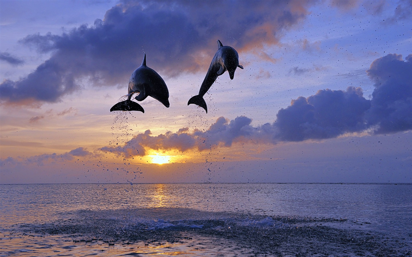 Fond d'écran thème Windows 8: les dauphins élégantes #4 - 1440x900