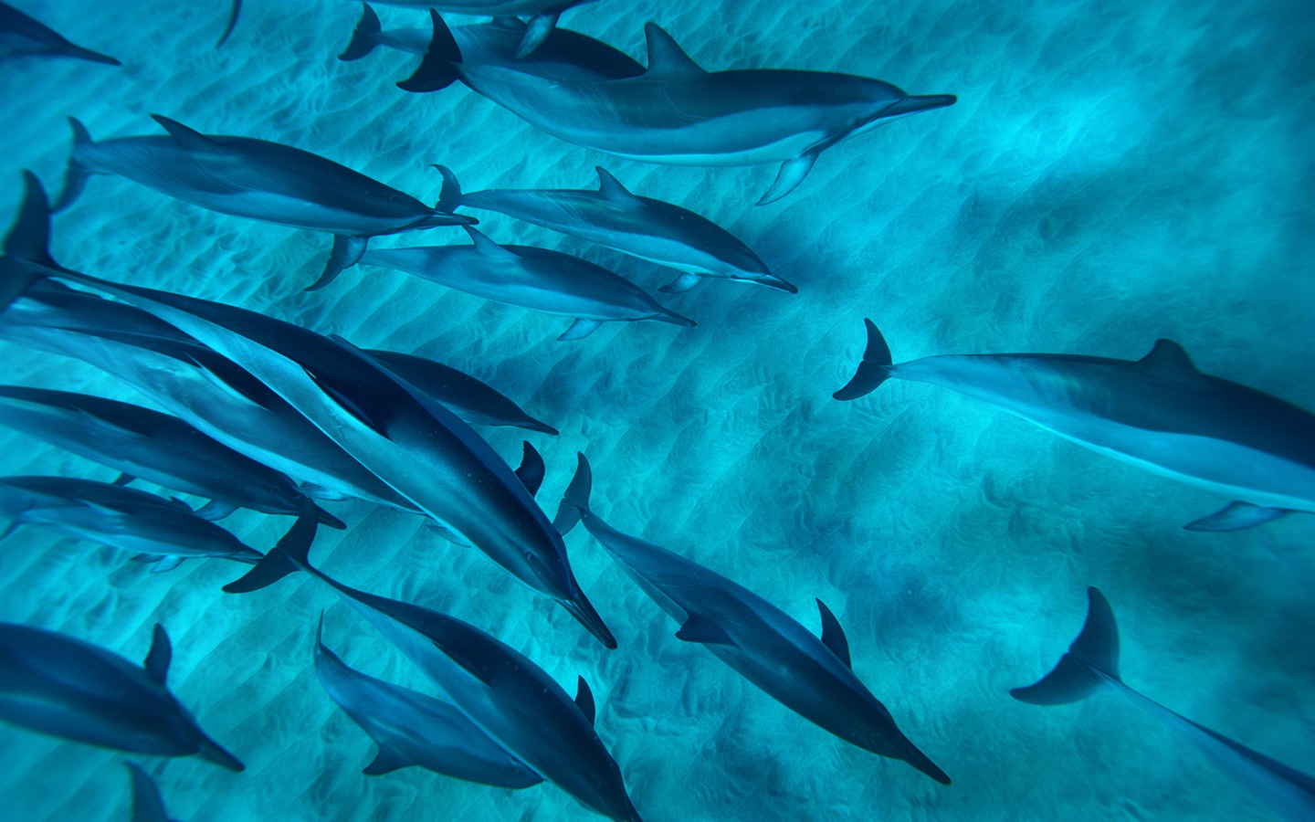 Windows 8 tema wallpaper: delfines elegantes #7 - 1440x900