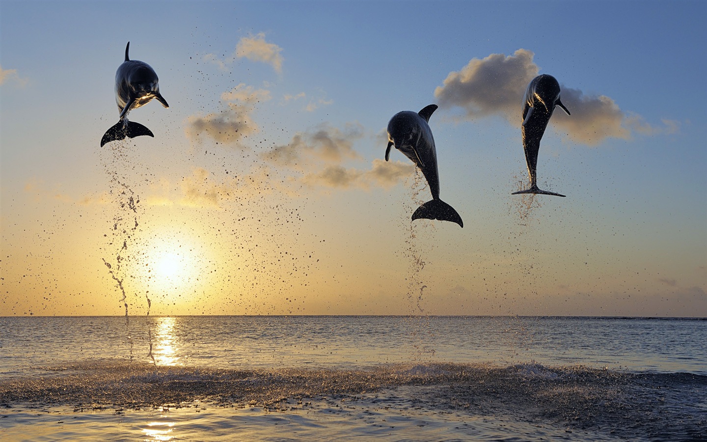 Fond d'écran thème Windows 8: les dauphins élégantes #8 - 1440x900