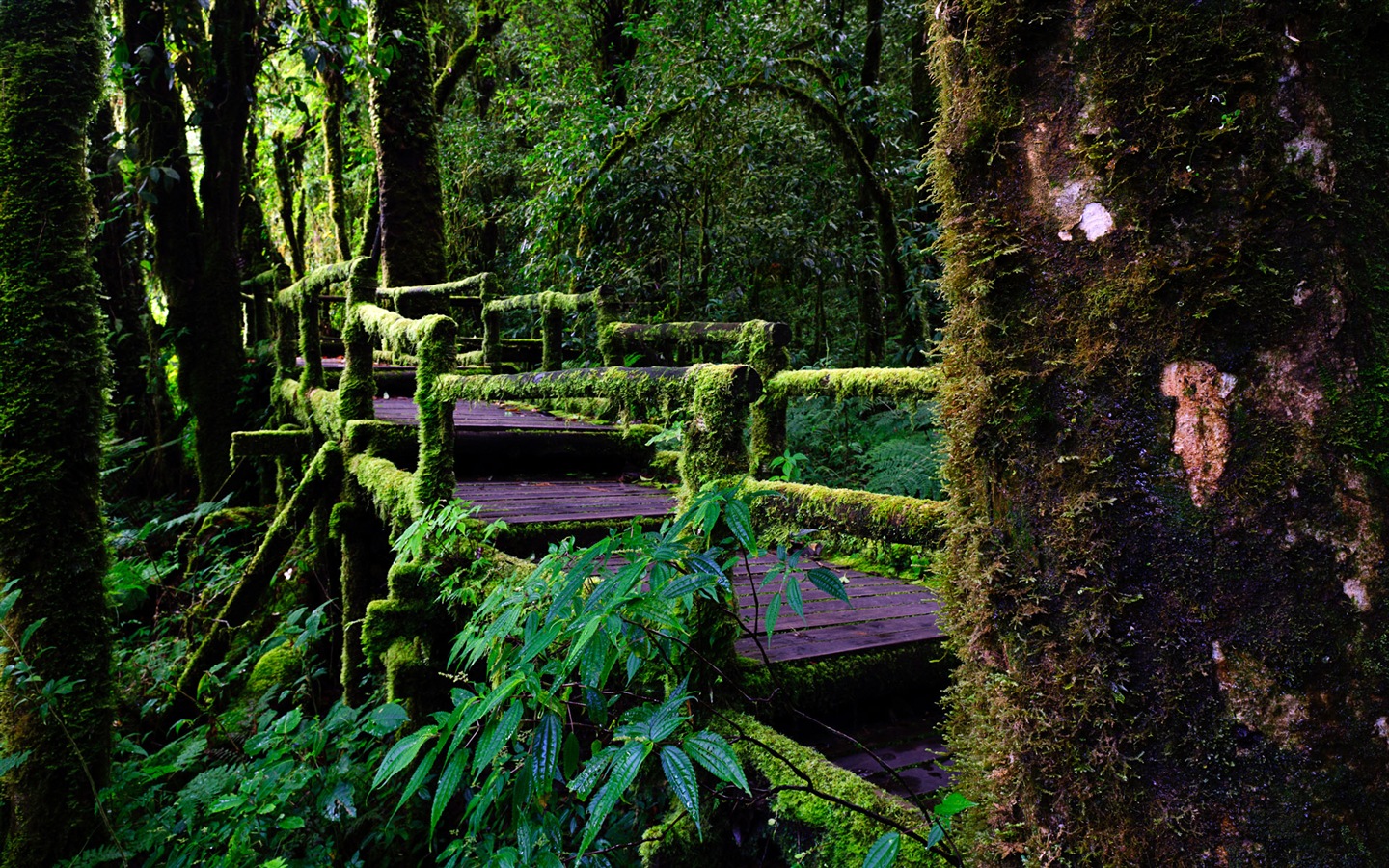 Windows 8 主題壁紙：泰國優美的風景 #13 - 1440x900