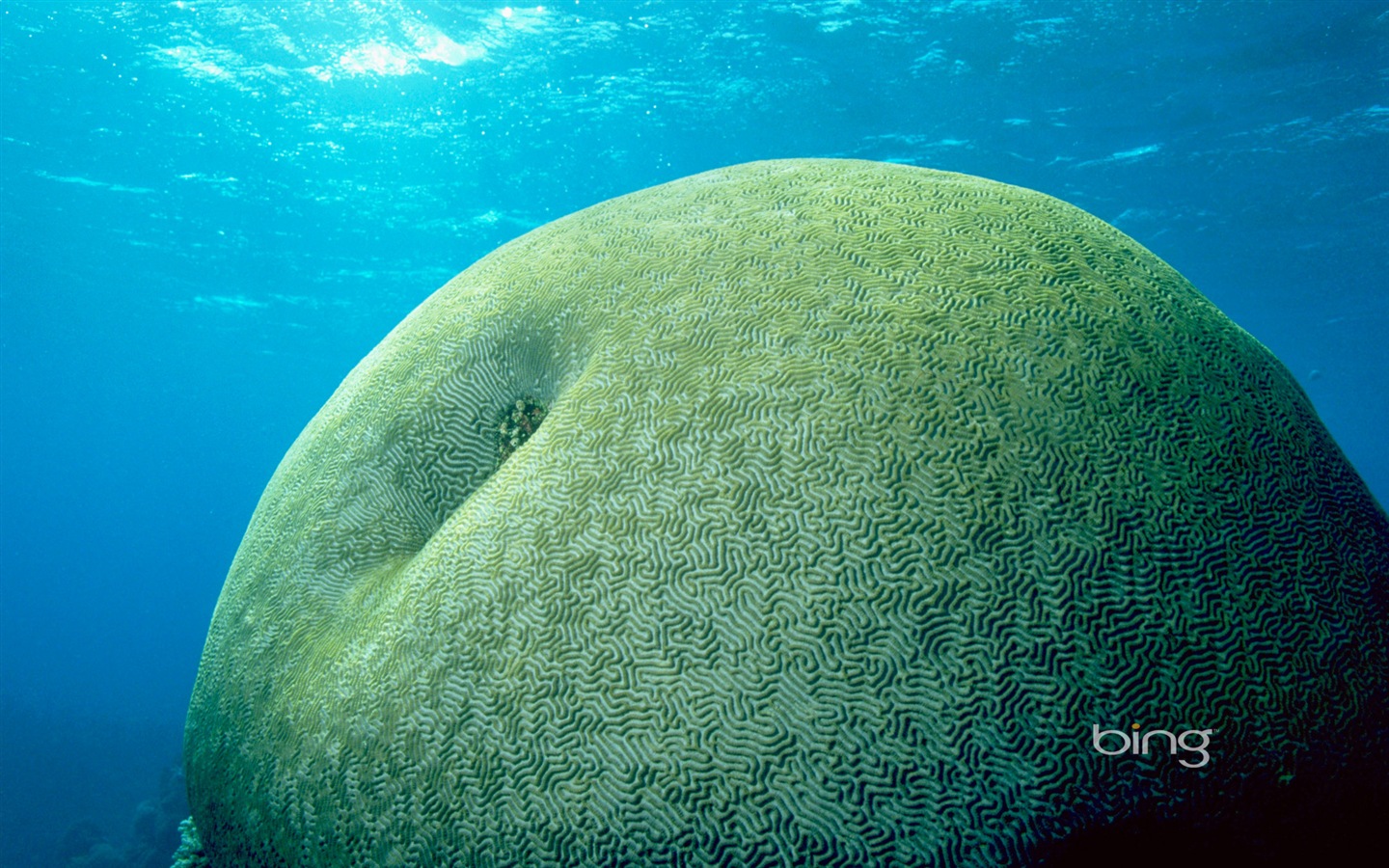 Bing 必應澳大利亞主題高清壁紙，動物，自然，建築 #4 - 1440x900