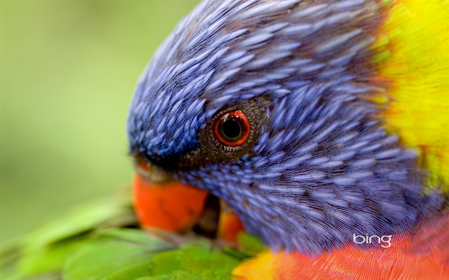 Bing Australie thème fonds d'écran HD, animaux, nature, bâtiments #13 - 1440x900