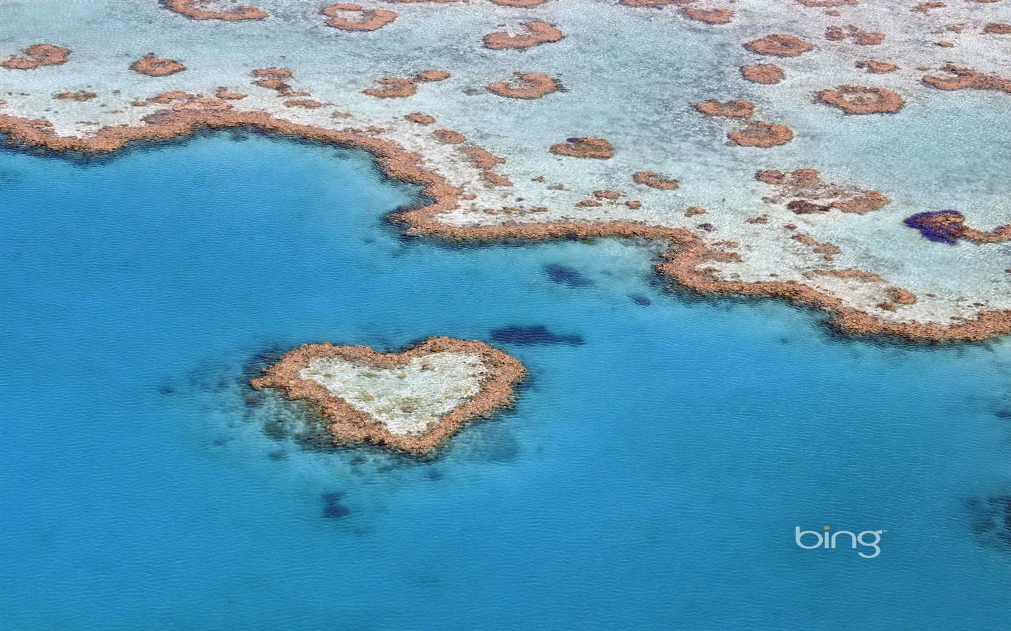 Microsoft Bing thème fonds d'écran HD, l'Australie, ville, paysage, animaux #12 - 1440x900