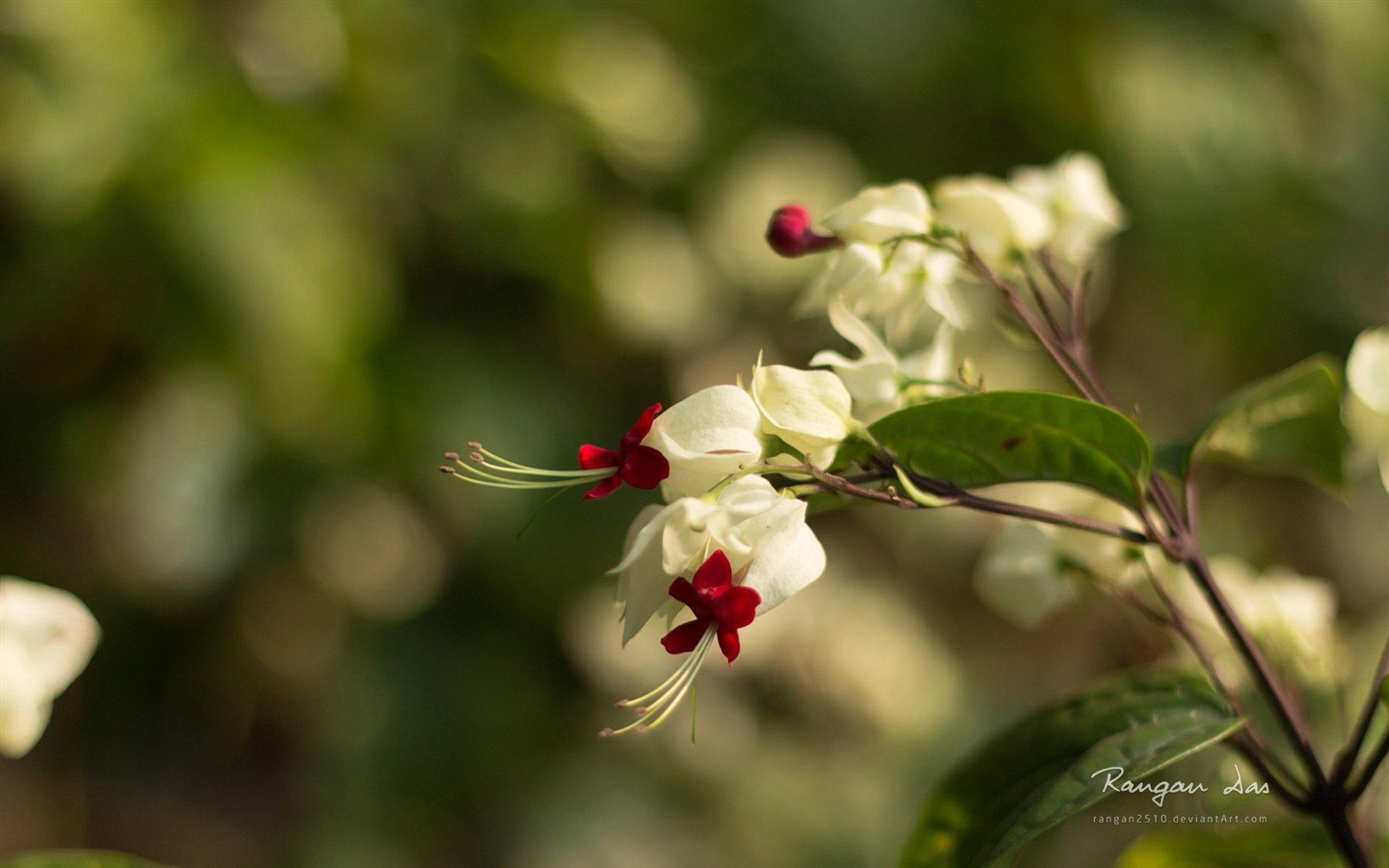 Windows 8 flowers birds butterfly HD wallpapers #9 - 1440x900