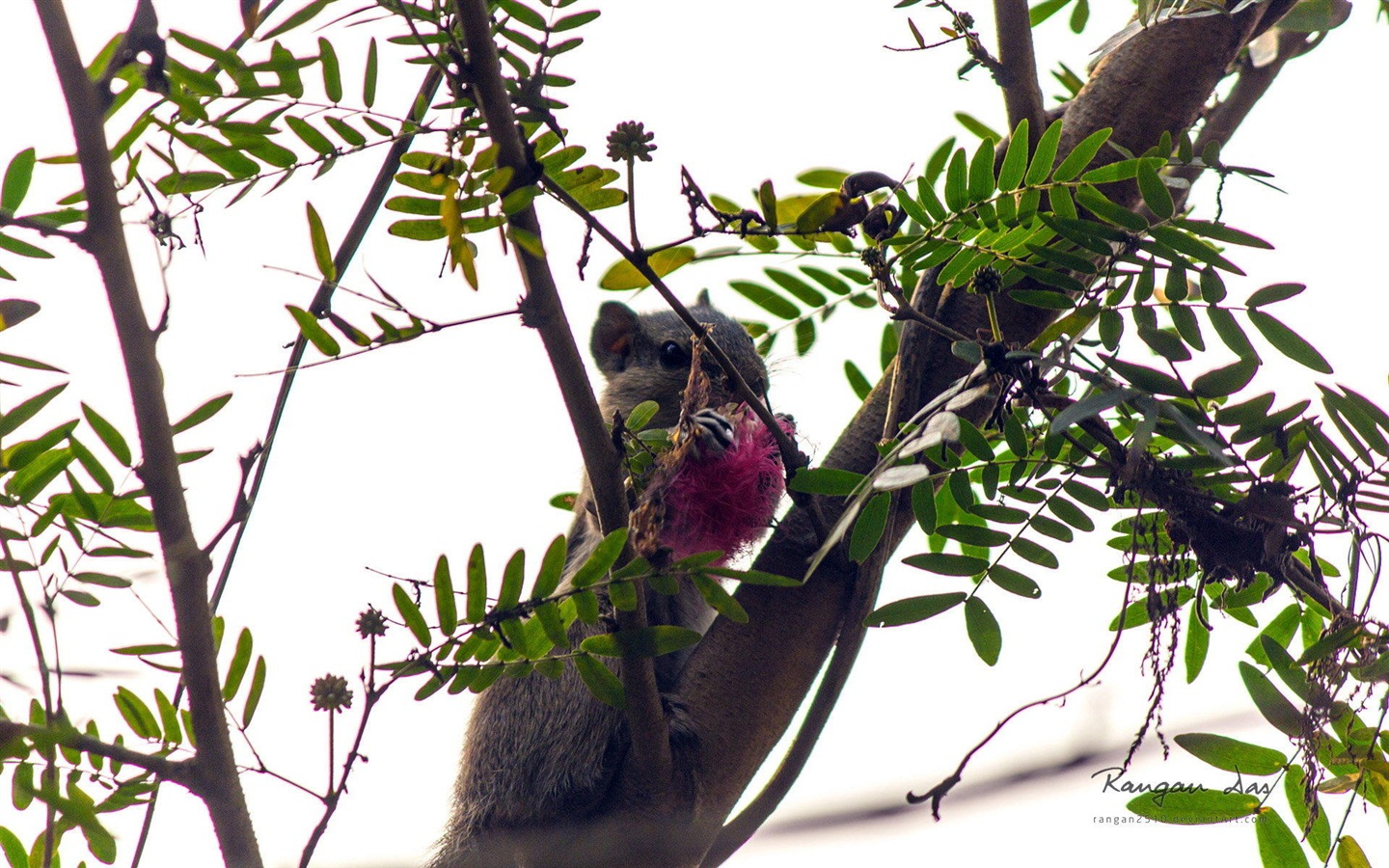 Windows 8の花、鳥、蝶HDの壁紙 #15 - 1440x900