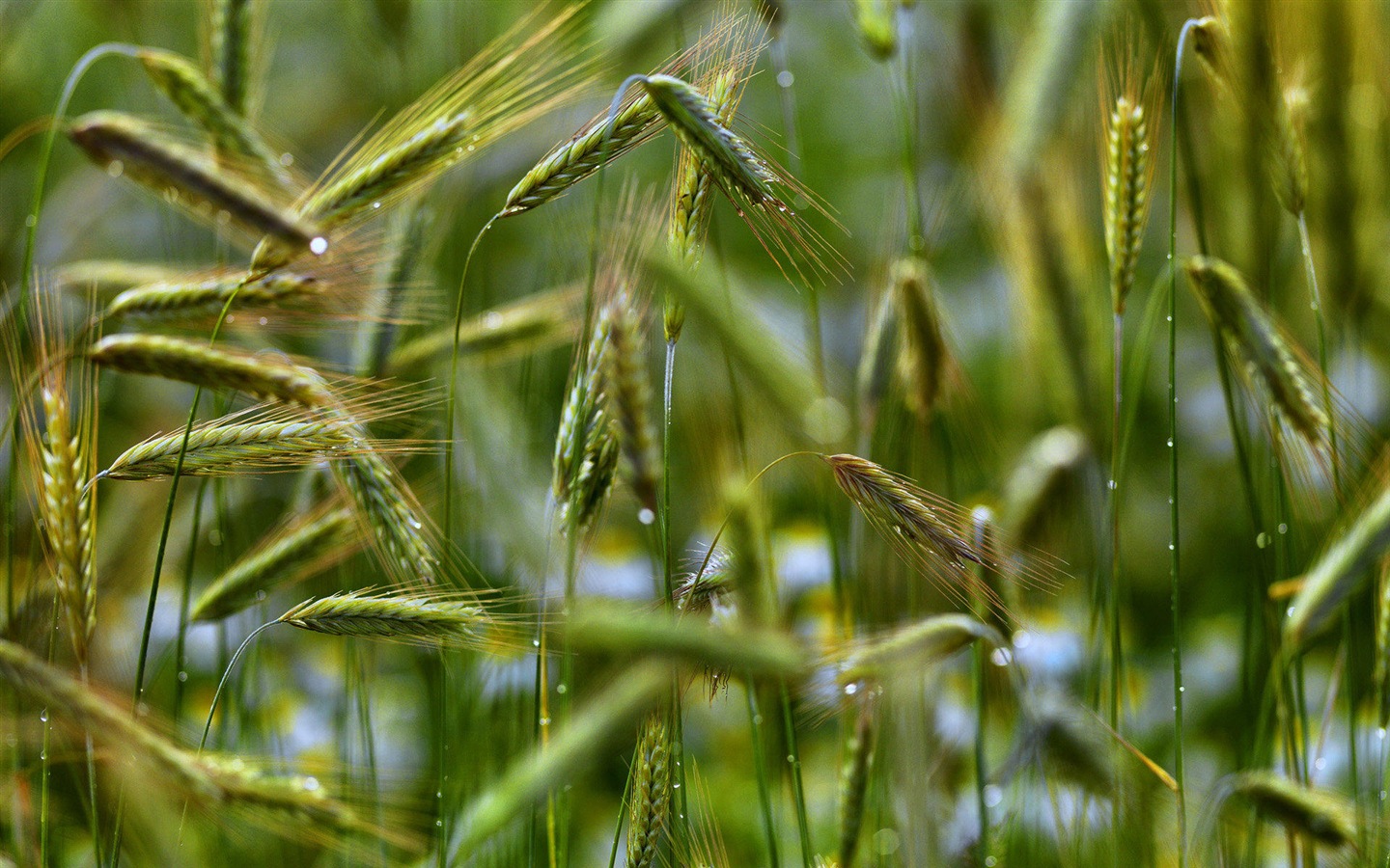 Suède saisons beauté naturelle écran HD #4 - 1440x900